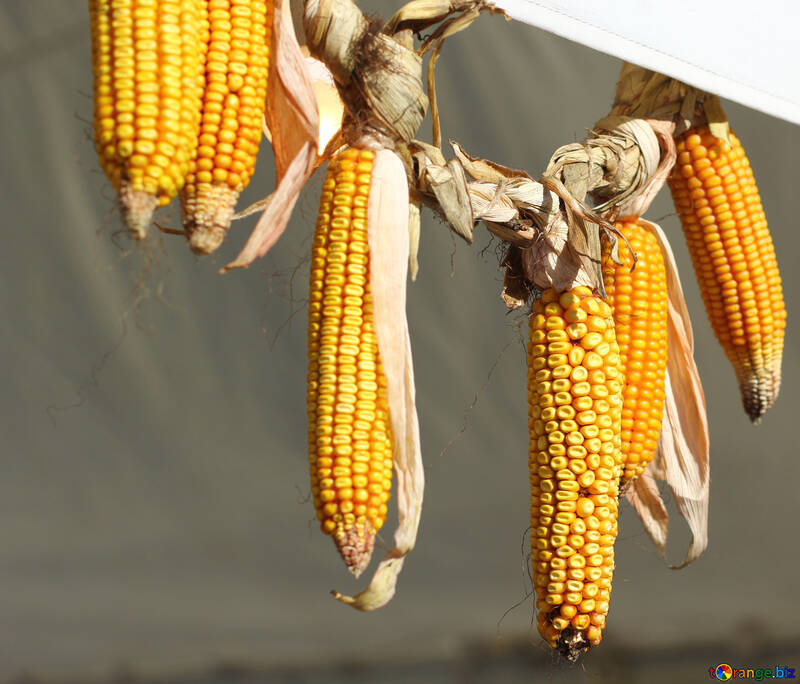 Autumn decor of  maize corn №47399