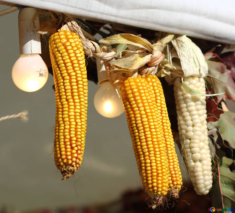 Decoración de otoño de maíz №47401