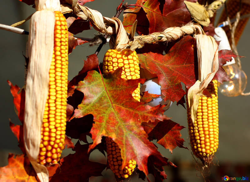 Autumn decor of maize corn №47402