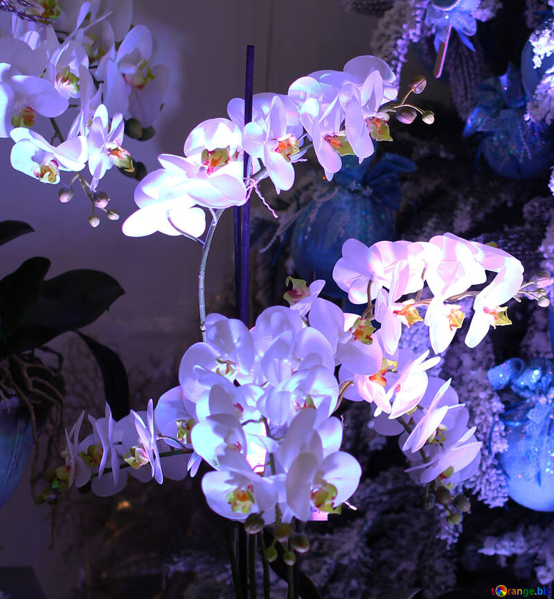 Weiße Orchideen in einem blauen Licht №47662
