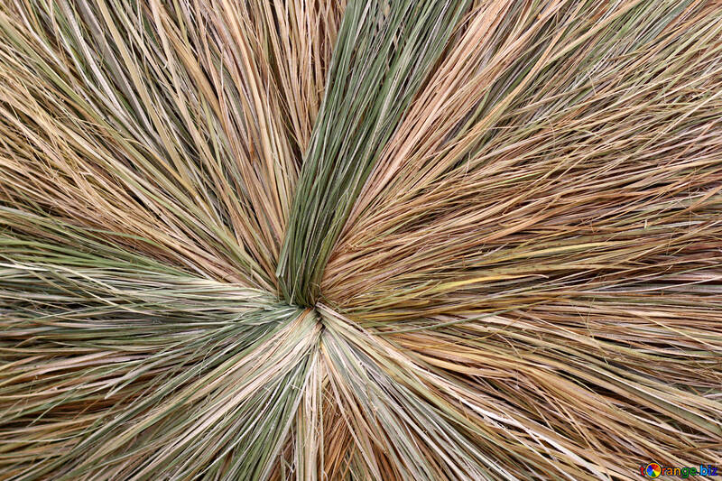 La textura de la hierba seca trenzado №47023