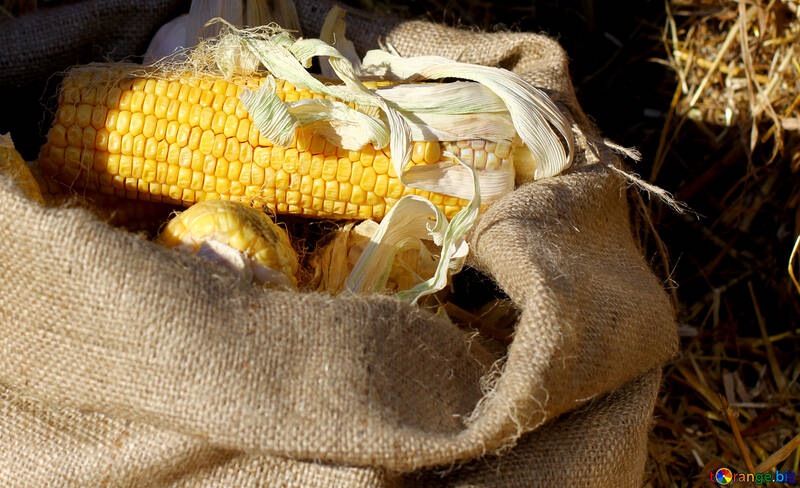 Corns maize №47311