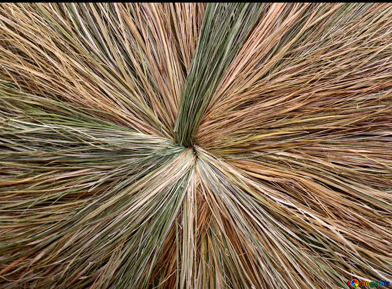 La textura de la hierba seca trenzado №47024