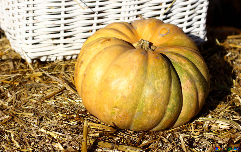 Pumpkin on the hay №47306