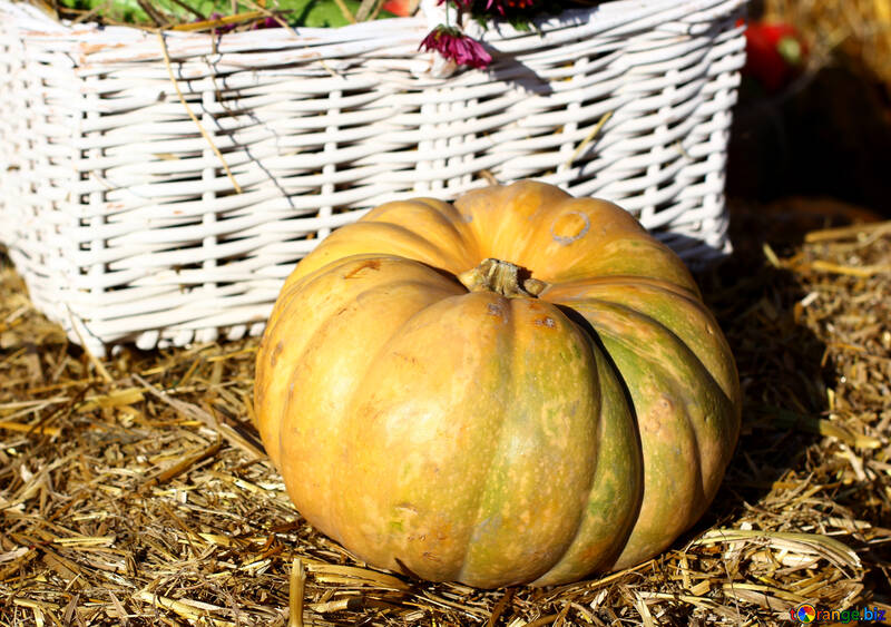 Pumpkin on the hay №47307