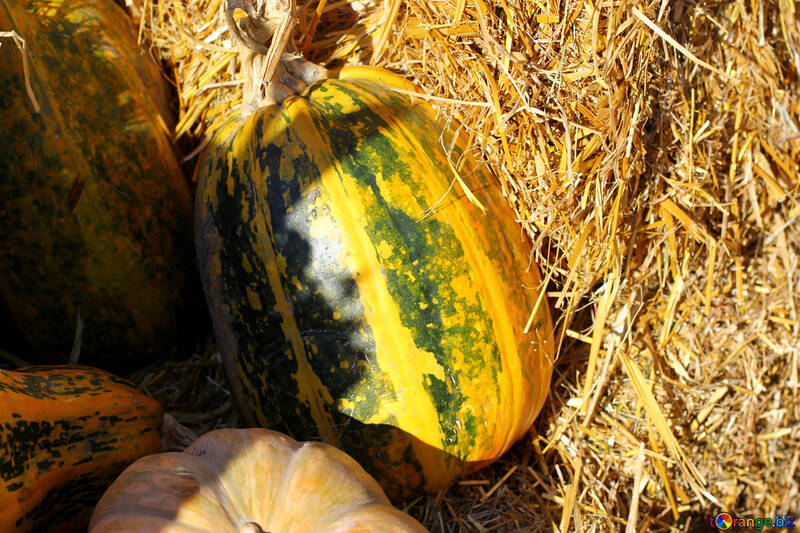 Pumpkin on the hay №47310