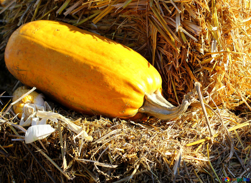 Pumpkin on the hay №47341