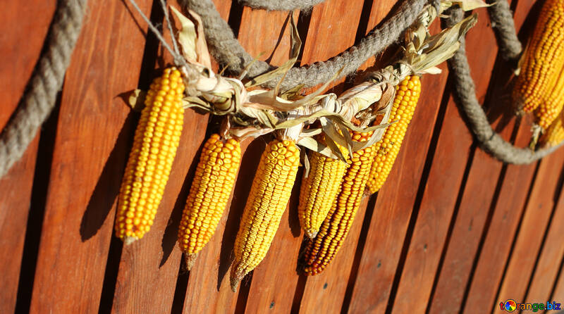 Autumn decor of  maize corn №47395