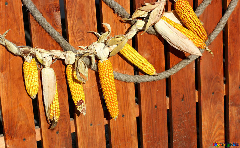 Decoración de otoño de maíz №47397