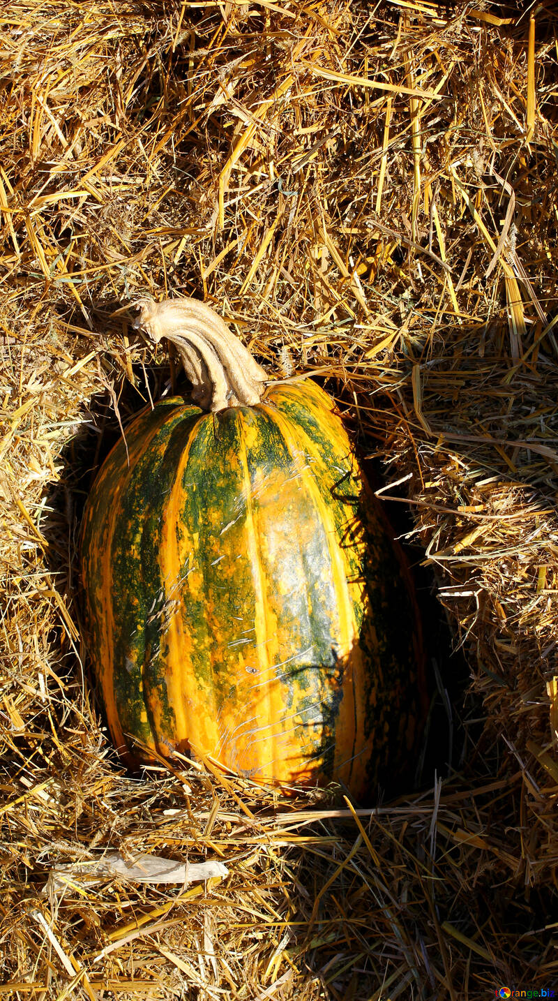 Pumpkin on the hay №47337