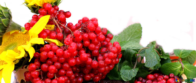 The branch of viburnum on a white background №47404