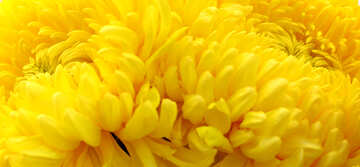 Bouquet of yellow chrysanthemums №48405