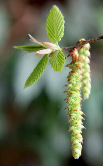 Spring birch catkin flower №48479