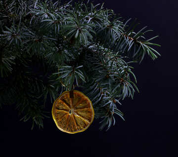 Fir tree branch isolated on black background with gold thread and a pin holds a glowing dry slice of orange, lemon, lime, mandarin or grapefruit  in top frame corner. New Year and Christmas blank template. Copyspace place for text. №48131