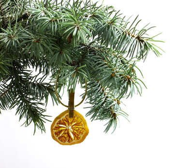 Fir tree branch isolated on white background with gold thread and a pin holds a glowing dry slice of orange, mandarin or lemons in top frame corner. New Year and Christmas blank template. Copyspace place for text. №48130