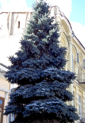 Weihnachtsbaum in der Stadt №48484