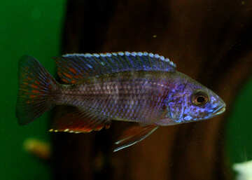 Blue fish in aquarium №48666