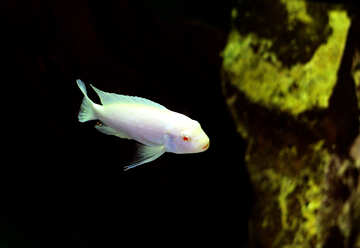 White fish in the aquarium №48668