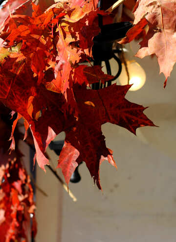Decor with autumn leaves and bulbs №48393