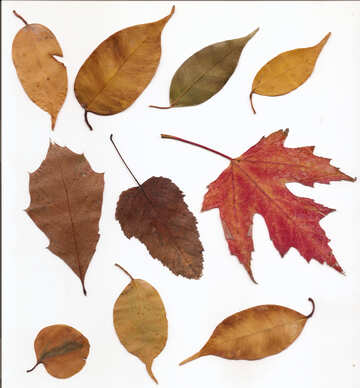 Conjunto de hojas de otoño aisladas №48480