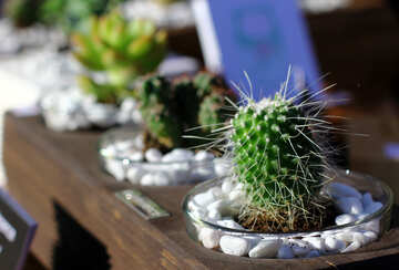 Cactus in a pot №48357