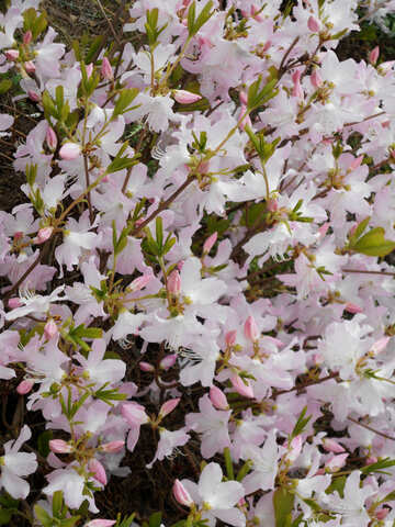 Fond blanc fleurs de rhododendrons №48562