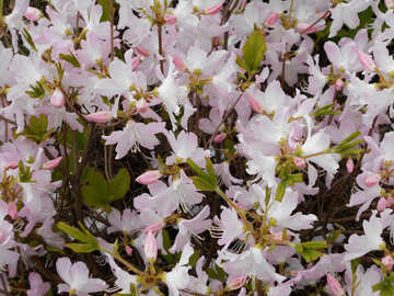 Fondo blanco flores de rododendro №48564