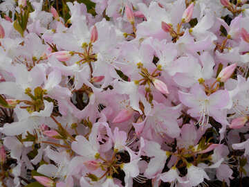 Fond blanc fleurs de rhododendrons №48565
