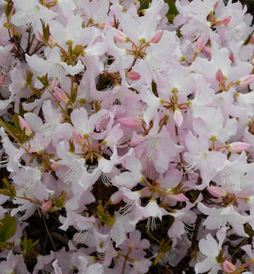 Fond blanc fleurs de rhododendrons №48566