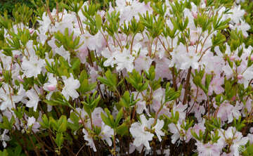 Fond blanc fleurs de rhododendrons №48567