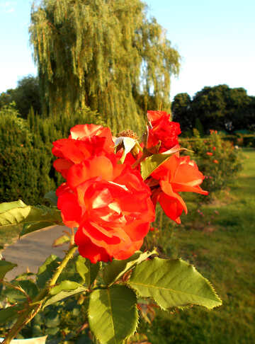 The bush of red rose №48443