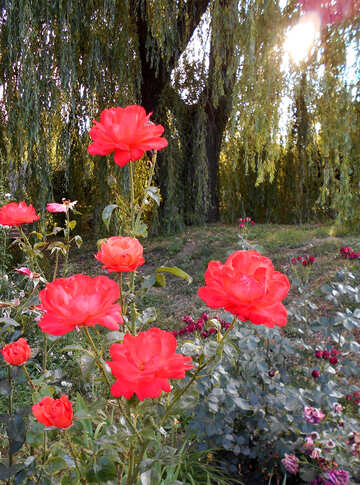 O arbusto de rosa vermelha №48446