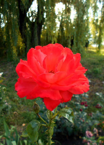 Fiore di rosa rossa