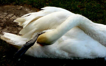 Swan reinigt Federn №48472
