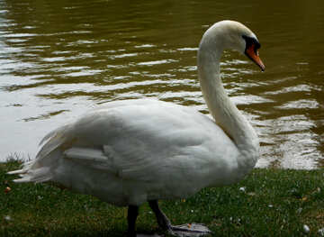 Swan sur la rive №48467