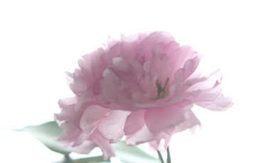 Sakura flower isolated on white background №48591