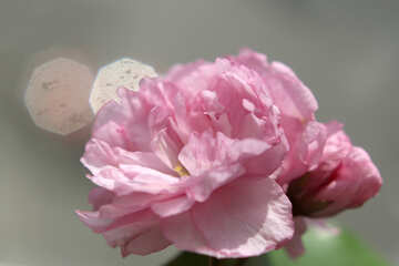 Квітка сакури