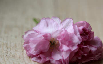 Flores de sakura em um fundo de madeira №48610