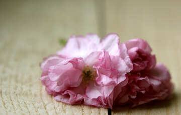 Flores de sakura em um fundo de madeira №48611
