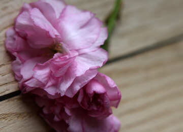 Sakura flowers on a background of wood