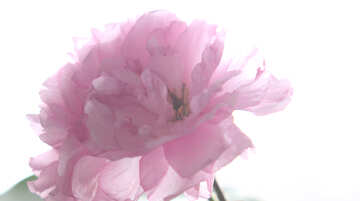 Sakura flower isolated on white background №48590