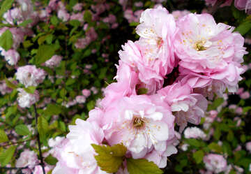 Almond Flowering branch №48575