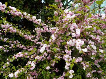 Árvore de amêndoa de florescência №48573