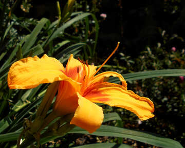 Beautiful yellow lily flower №48456