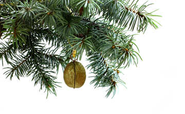 Abete ramo di un albero isolato su sfondo bianco con la noce d`oro in alto a cornice. <font>Capodanno e Natale modello vuoto. <font>Grande posto copyspace bianco per il testo o di un logo.</font></font> №48116