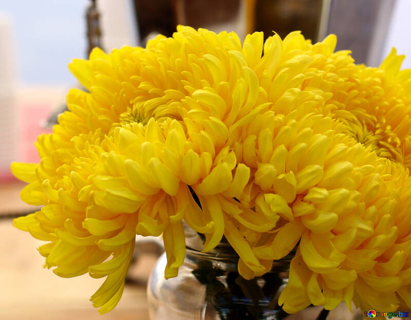 Bouquet of yellow chrysanthemums №48407
