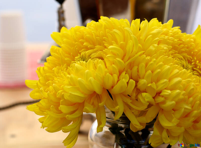 Bouquet of yellow chrysanthemums №48406