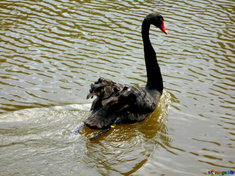 Natación del cisne negro №48458