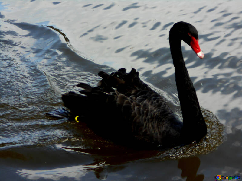 Black swan swimming №48459