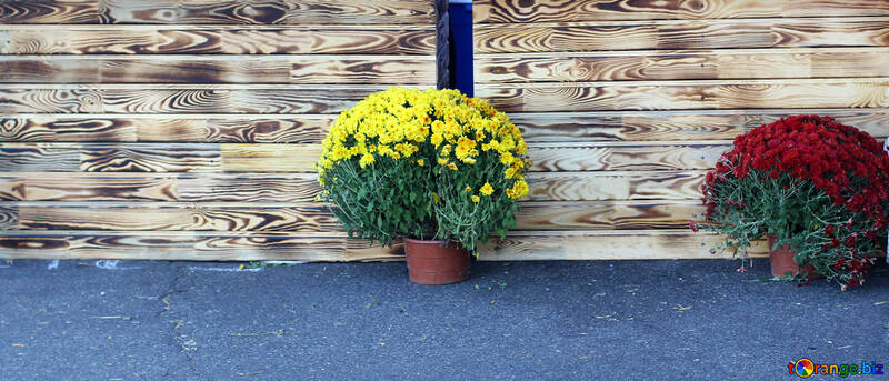 A textura da parede de madeira e vasos de flores №48385